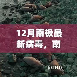 南极最新病毒研究揭秘，深入了解与应对指南（12月版）