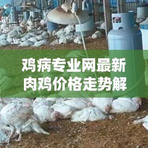 鸡病专业网最新肉鸡价格走势解析