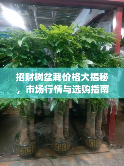 招财树盆栽价格大揭秘，市场行情与选购指南！