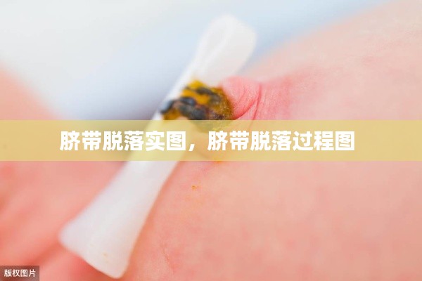 脐带脱落实图，脐带脱落过程图 