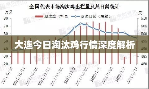 大连今日淘汰鸡行情深度解析