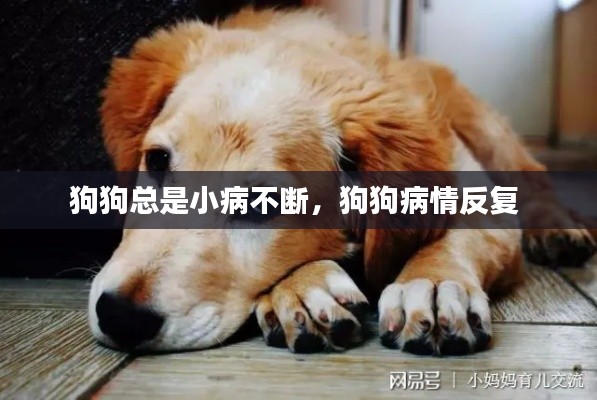 狗狗总是小病不断，狗狗病情反复 