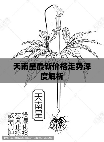 天南星最新价格走势深度解析