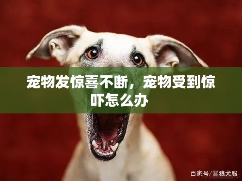 宠物发惊喜不断，宠物受到惊吓怎么办 