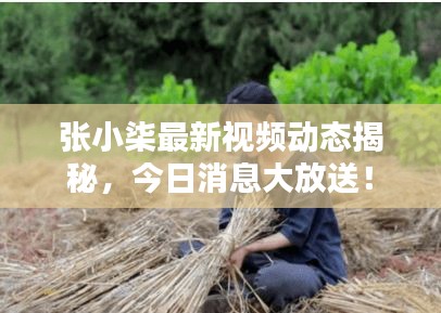 张小柒最新视频动态揭秘，今日消息大放送！