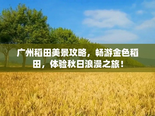 广州稻田美景攻略，畅游金色稻田，体验秋日浪漫之旅！