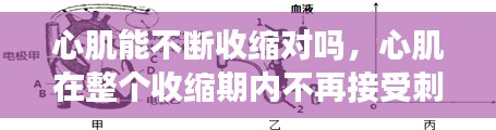 心肌能不断收缩对吗，心肌在整个收缩期内不再接受刺激而产生收缩的原因是 