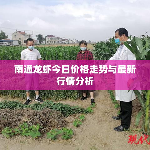 南通龙虾今日价格走势与最新行情分析