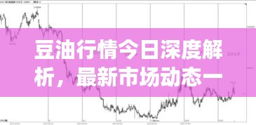 豆油行情今日深度解析，最新市场动态一览
