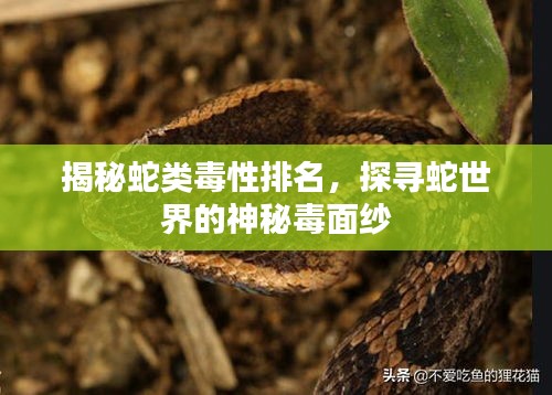 揭秘蛇类毒性排名，探寻蛇世界的神秘毒面纱